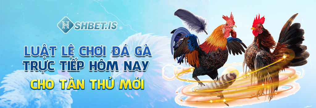 Luật lệ chơi đá gà trực tiếp hôm nay cho tân thủ mới 