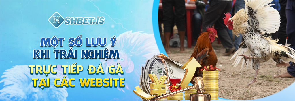 Một số lưu ý khi trải nghiệm trực tiếp đá gà tại các website 