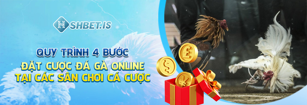 Quy trình 4 bước đặt cược đá gà online tại các sân chơi cá cược 