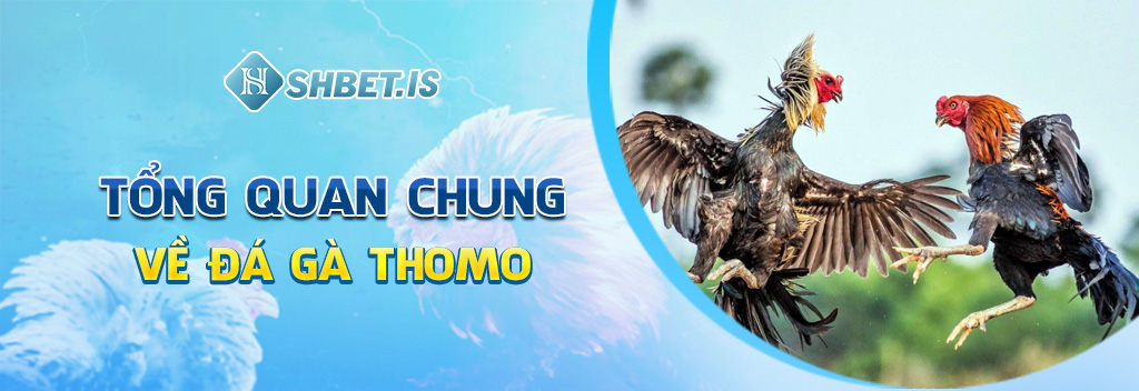 Tổng quan chung về đá gà Thomo 