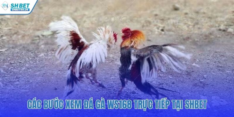 Hướng dẫn các bước theo dõi và tham gia trận đấu