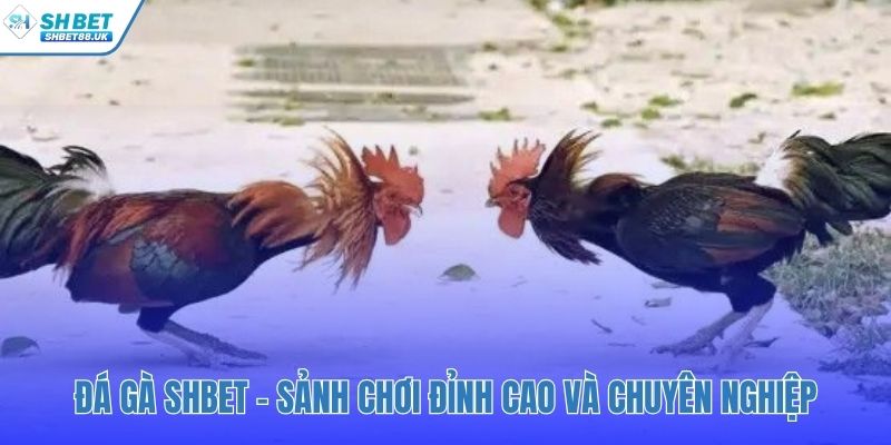 Trải nghiệm đá gà SHBET chuyên nghiệp từ các trường đấu lớn