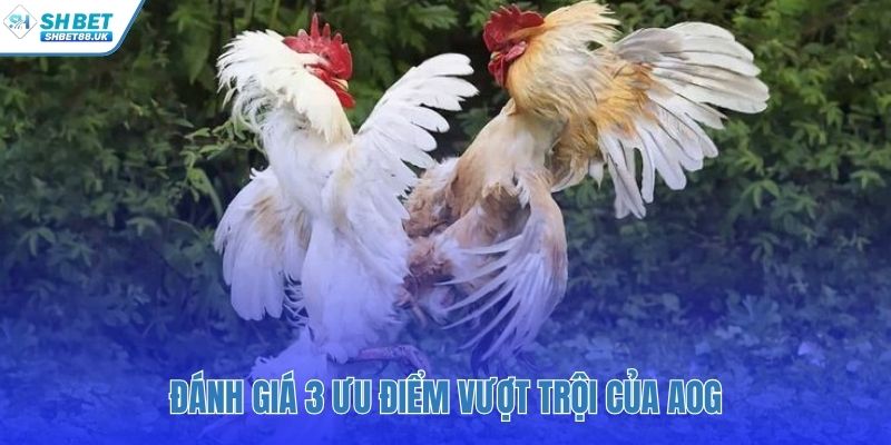 Ba ưu điểm làm nên đẳng cấp của sảnh AOG đá gà SHBET