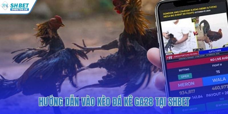 Áp dụng luật chơi GA28 đá gà qua bốn bước vào tiền