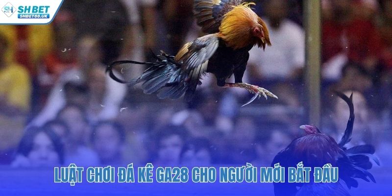 Luật chơi GA28 đá gà xoay quanh ba cửa cược chính