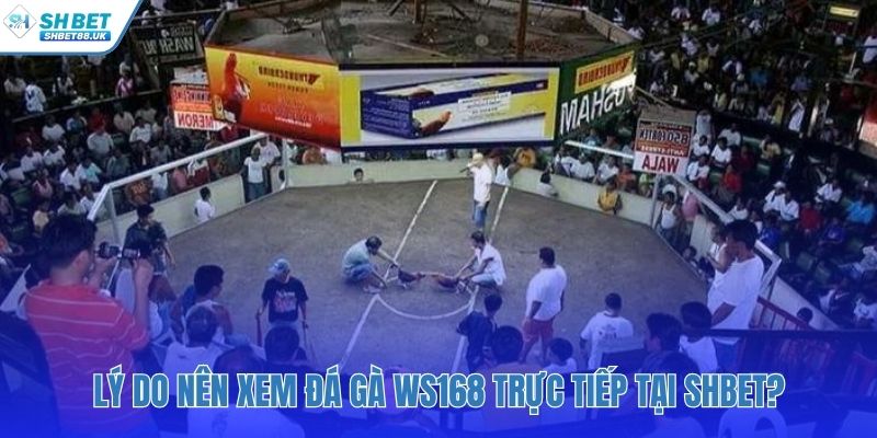 Những ưu điểm độc đáo khi xem đá gà tại SHBET