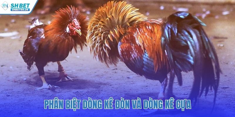 Hai trường phái chiến kê hoàn toàn khác biệt