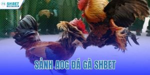 sảnh AOG đá gà SHBET