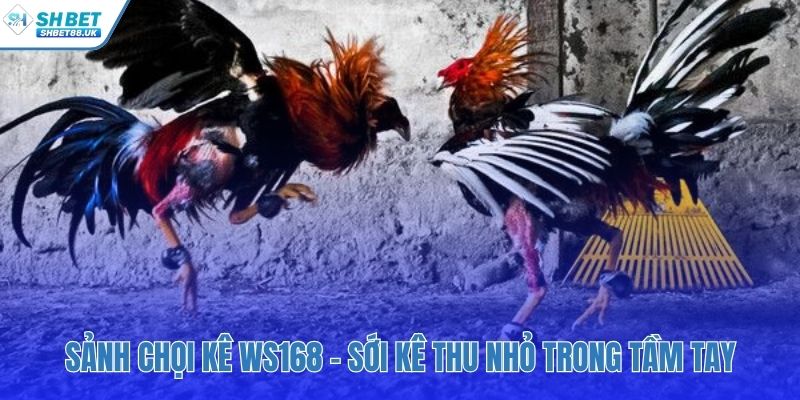 Sảnh WS168 đối tác chiến lược phát sóng đá gà HD