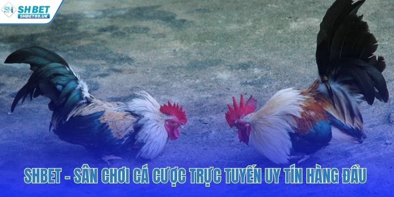 Môi trường giải trí an toàn được PAGCOR giám sát