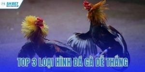 top 3 loại hình đá gà dễ thắng