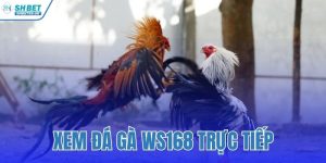 xem đá gà WS168 trực tiếp